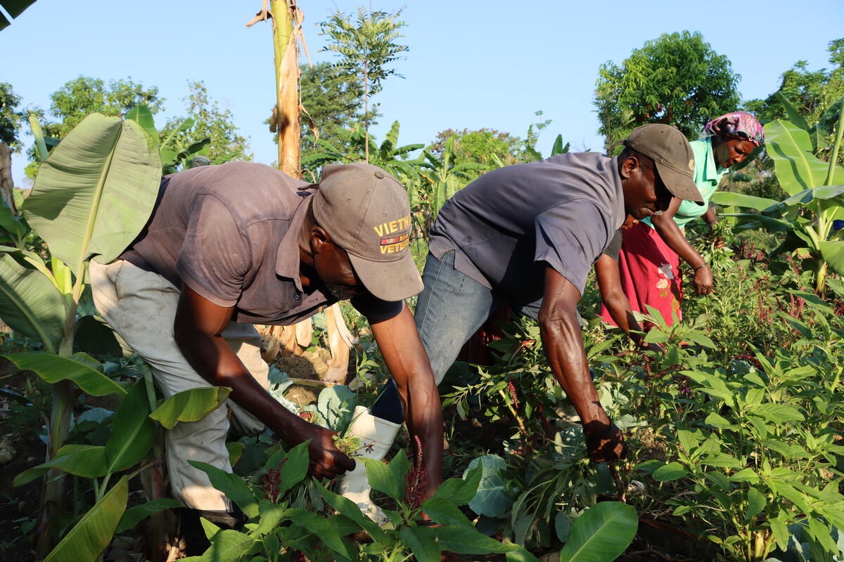 Smallholder farmers supporting school meals in Haiti