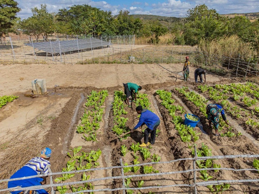 School gardens in Malawi