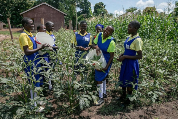Learners at St. Bakhita Primary School in South Sudan harvest the nutritious okra vegetable from the school garden.