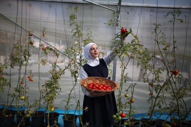 A girl wearing a hijab holds a basket filled with ripe tomatoes.