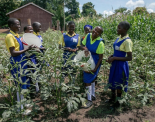 Learners at St. Bakhita Primary School in South Sudan harvest the nutritious okra vegetable from the school garden.