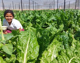 Gov't of Namibia promoting school gardens to improve school meals nutrition.