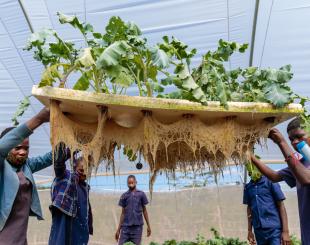 Hydroponic gardening in Zambia.
