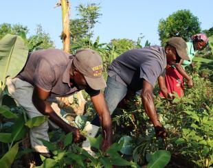 Smallholder farmers in Haiti.