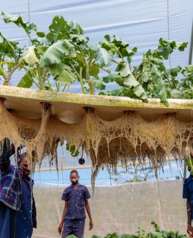 Hydroponic gardening in Zambia.
